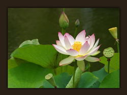 lilly